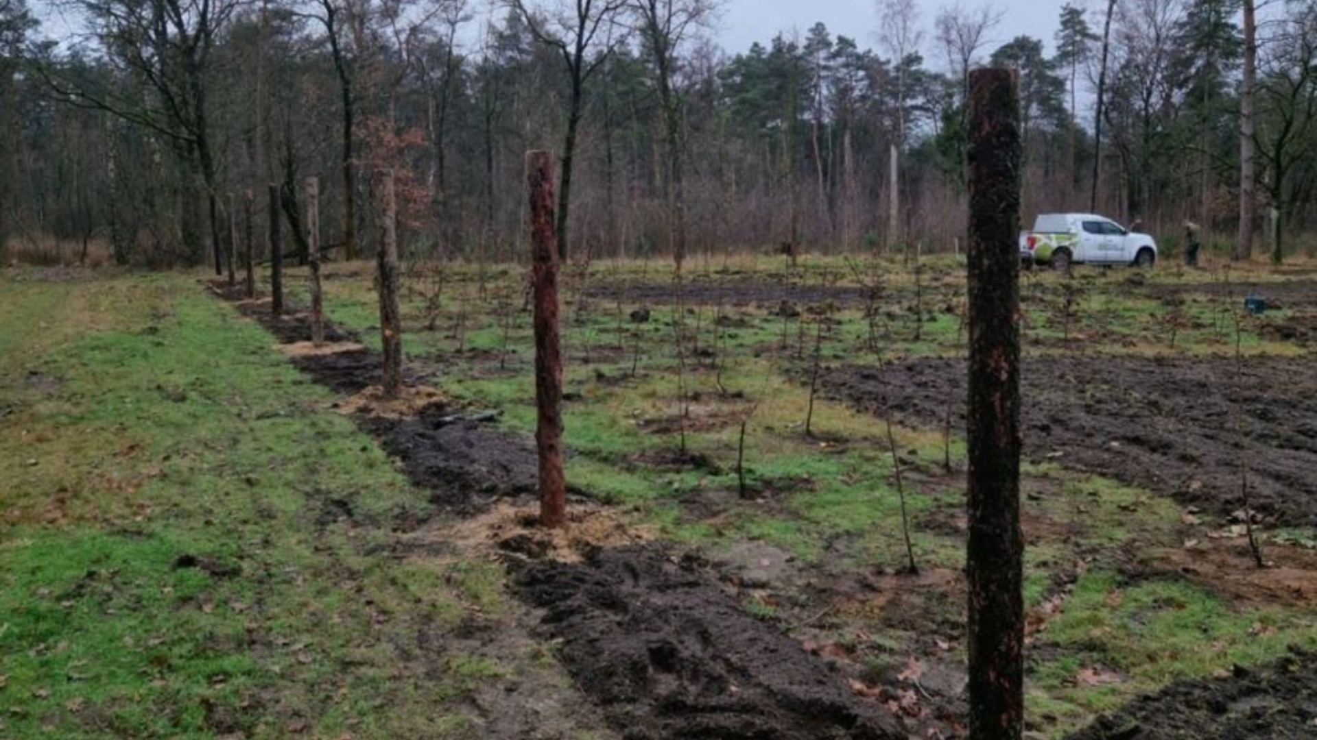 Foto: Nieuwe bomen geplant in gemeente Eersel