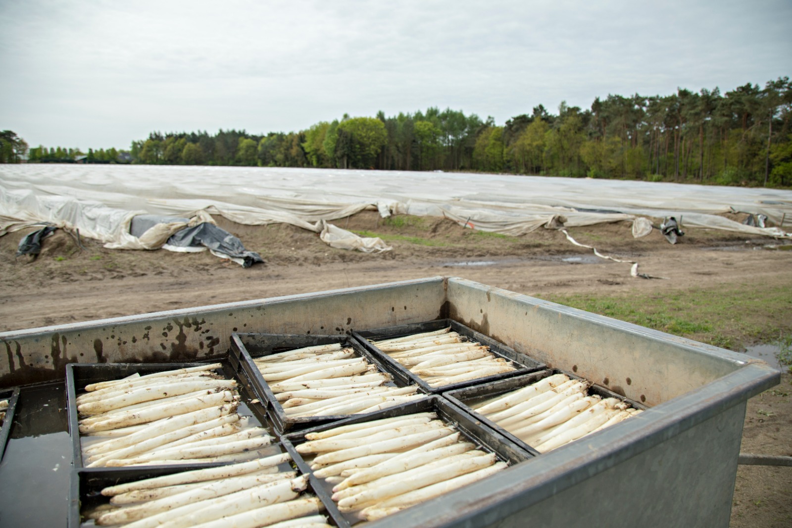 Foto: Droog voorjaar goed voor asperges, maar niet voor iedereen