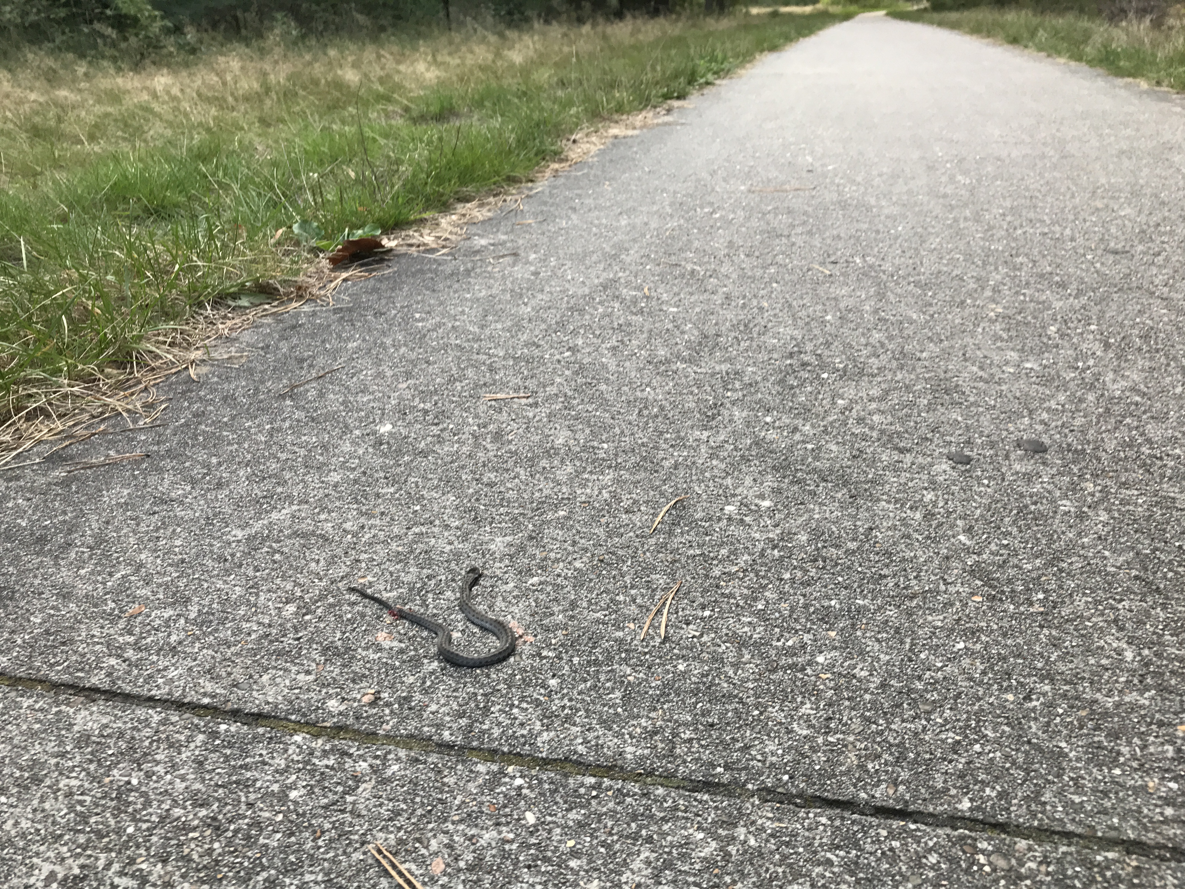 Foto: Rechter geeft Bladel meer tijd voor beschermingsmaatregelen gladde slang op Cartierheide