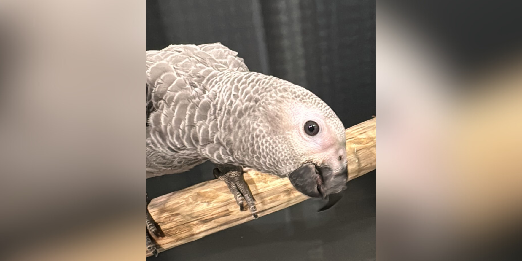 Foto: Papegaaispeciaalzaak verhuist naar Veldhoven: ‘Meer ruimte voor de vogels’