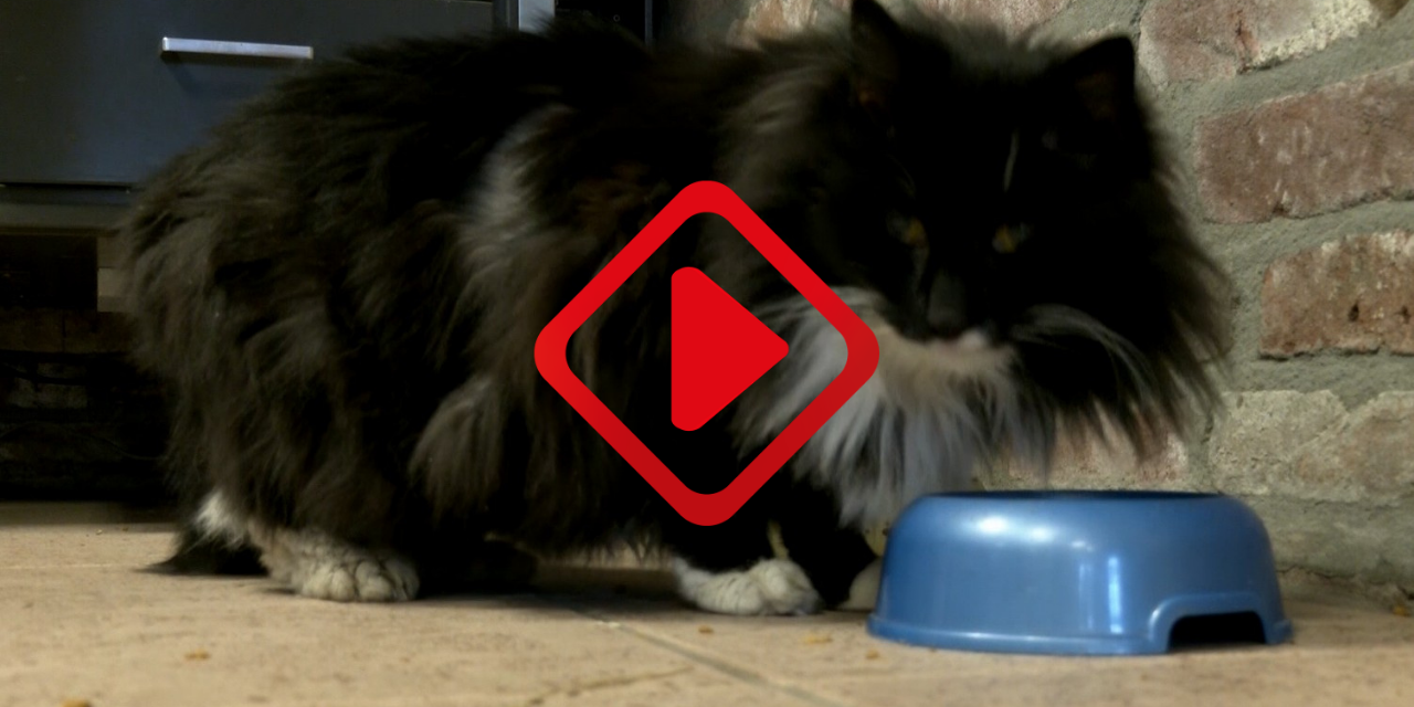 Foto: Crowdfundingactie voor kat Tinus met diabetes in Valkenswaard succesvol