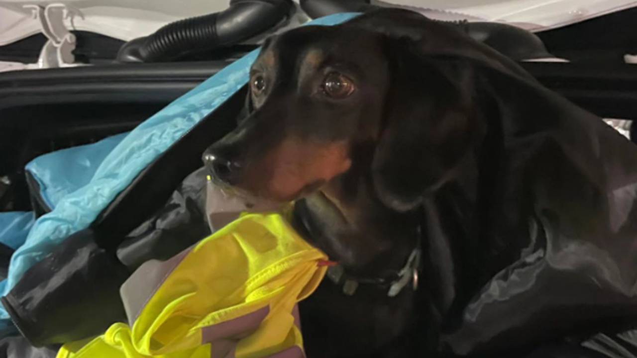 Foto: Hondje op snelweg ternauwernood gered bij Leende