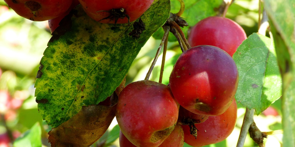 Foto: Heb jij je gratis beplanting al aangevraagd?