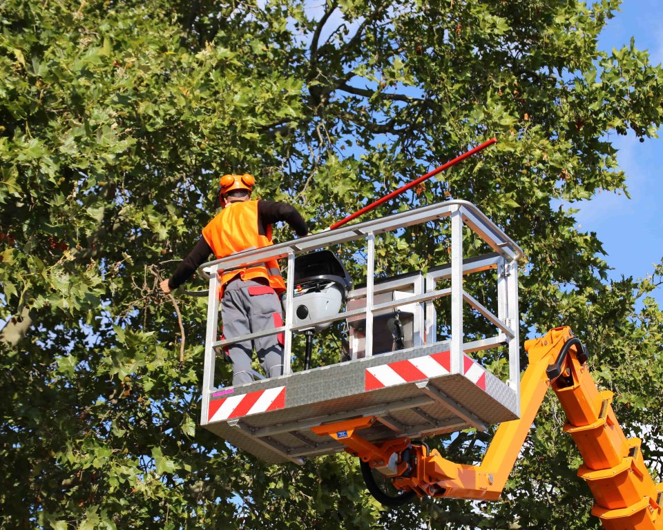 Foto: Kap- en snoeiwerkzaamheden langs het Bels Lijntje