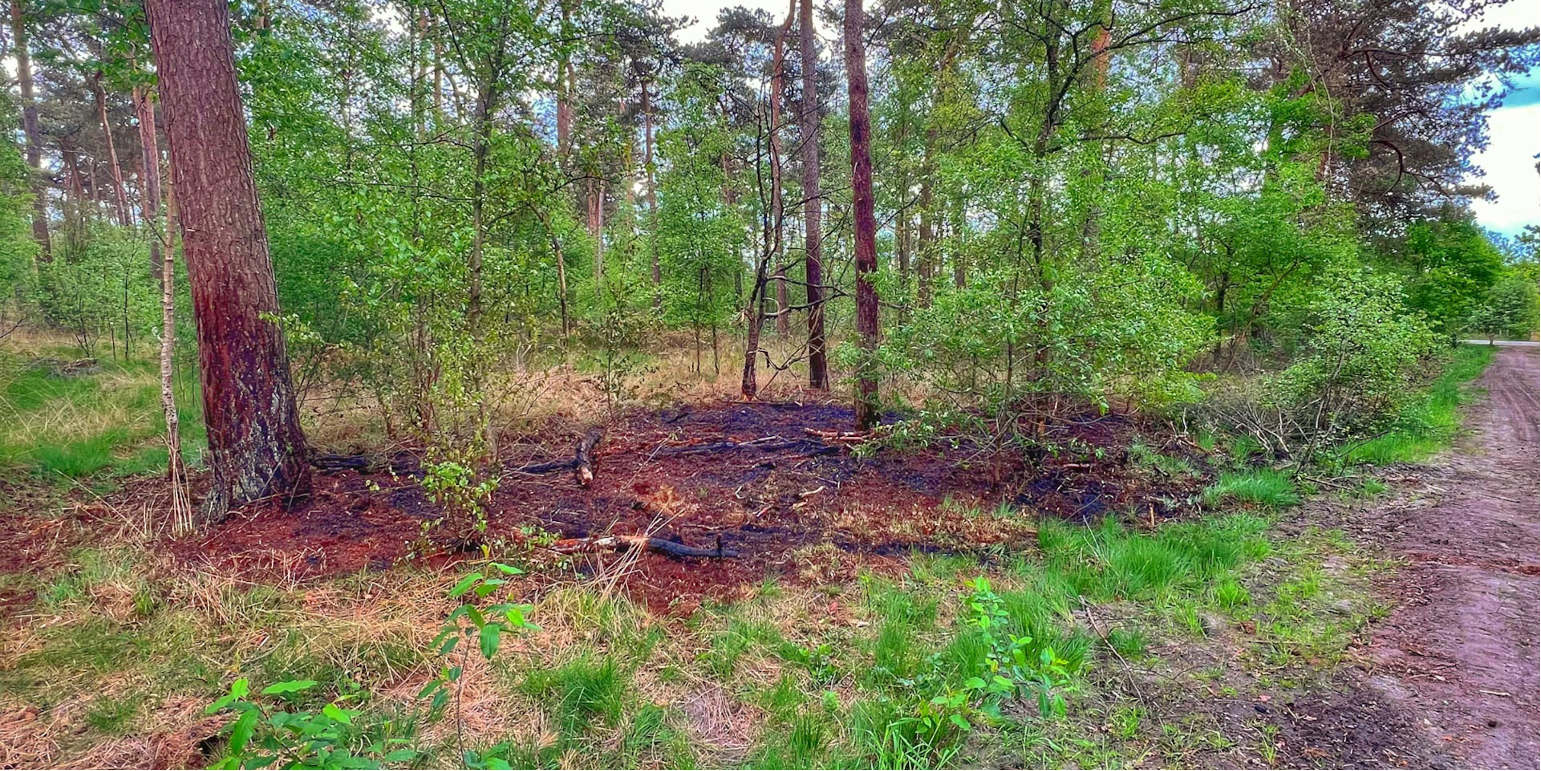 Foto: Bosbrand Hooge Mierde snel onder controle