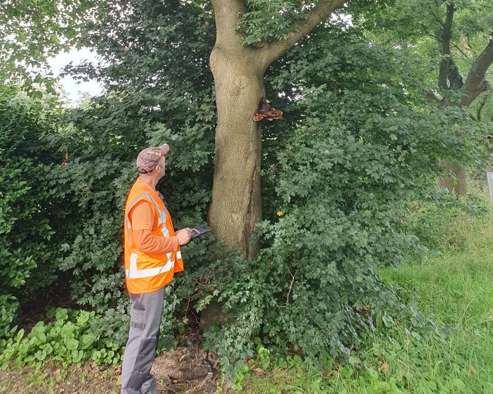 Foto: Gemeente Bergeijk voert boomveiligheidscontrole uit in Westerhoven, Riethoven en Walik