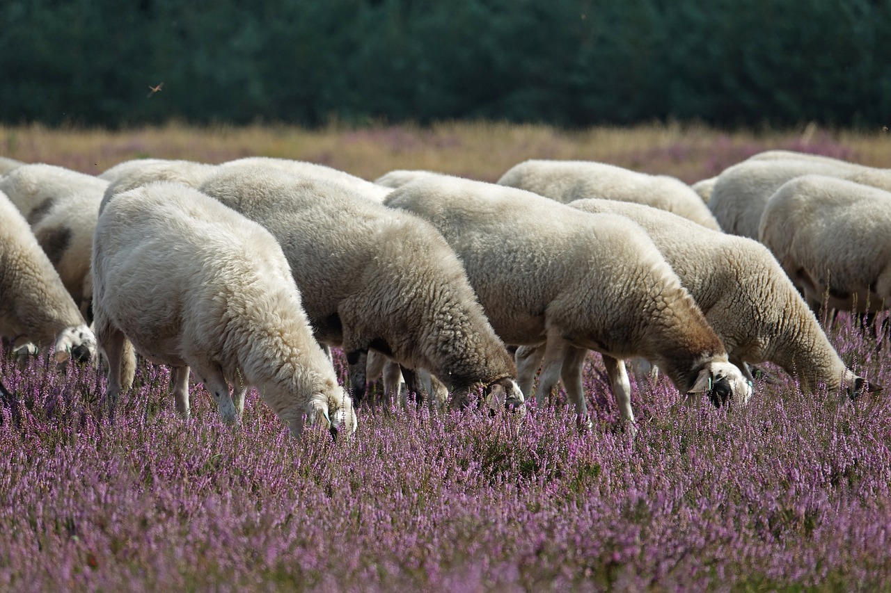 Foto: Schapen helpen bij behoud van heideterreinen
