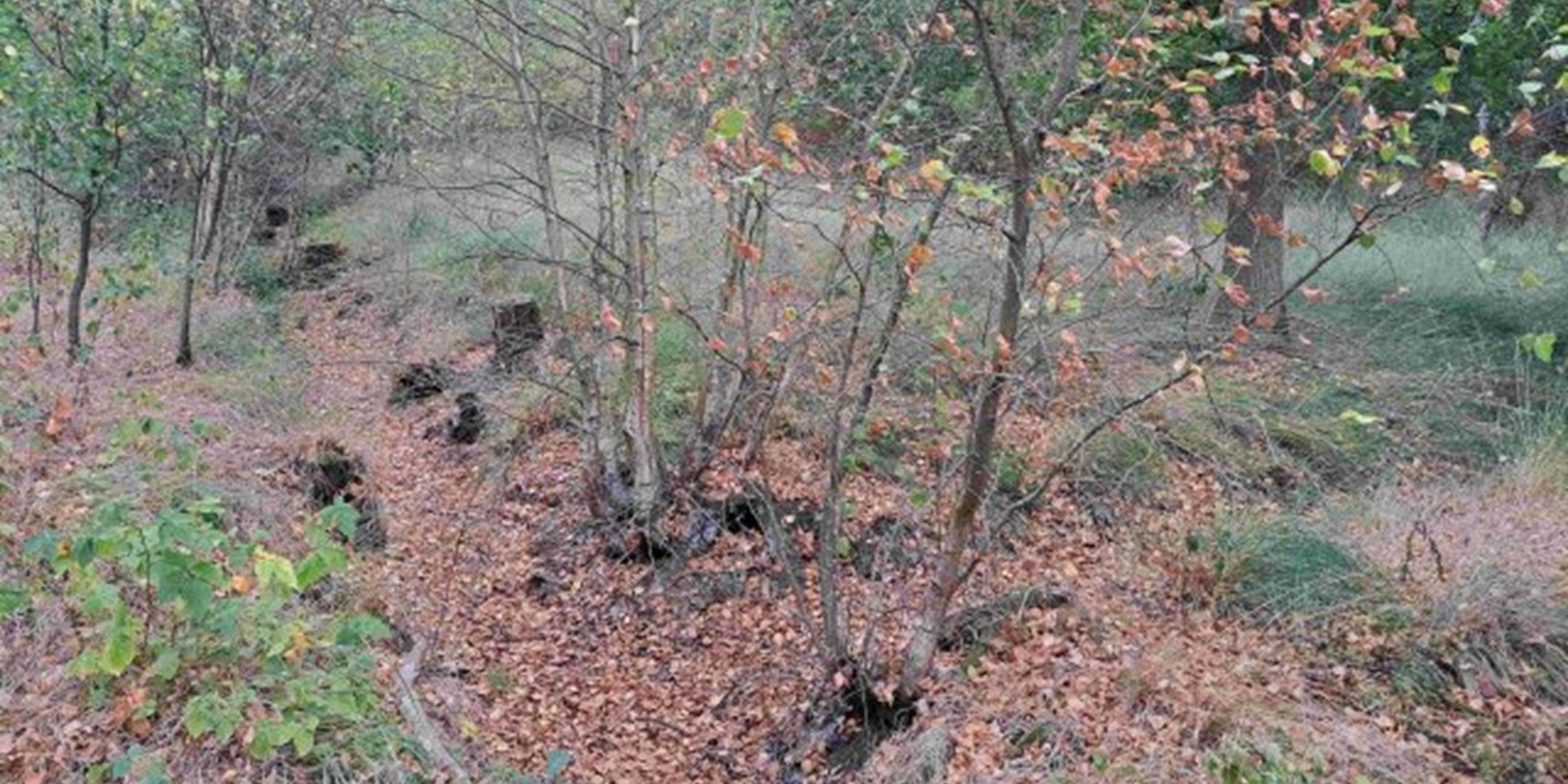 Foto: Herstelwerkzaamheden in het Opperbos