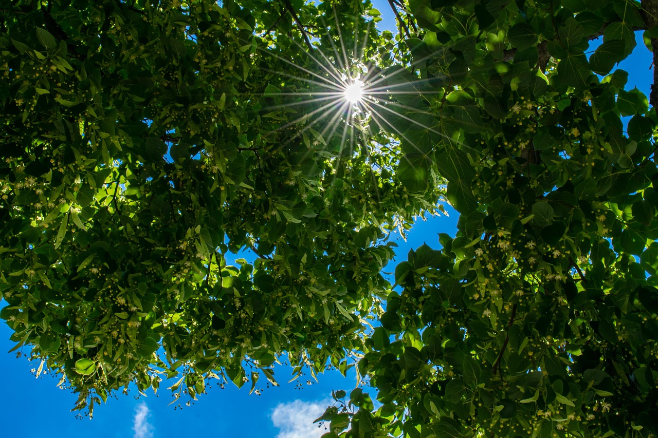 Foto: Veranderend weer laat sporen na bij bomen in de Kempen