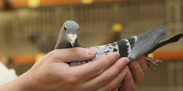 Foto: Uitslag PV de Pelikaan