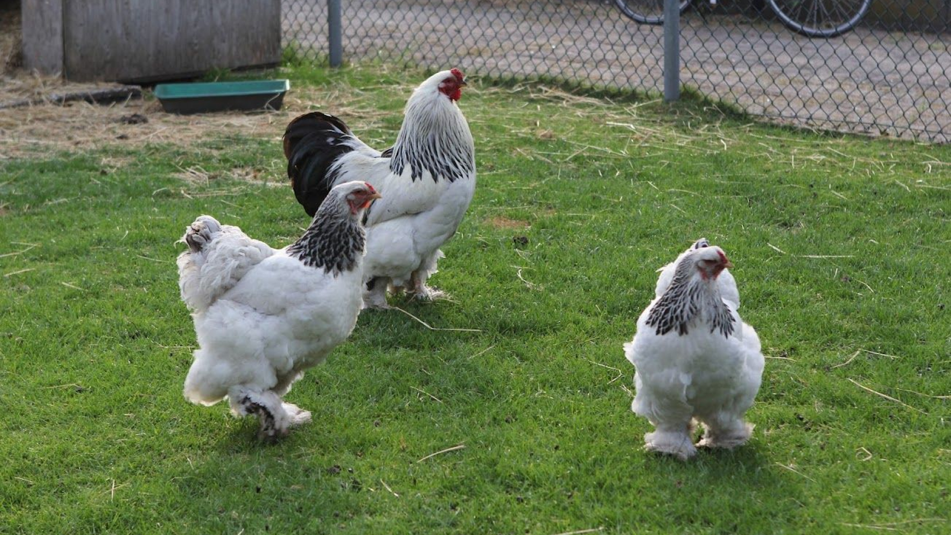 Foto: Ophok- en afschermplicht in Elburg en Oldebroek na uitbraak vogelgriep in Renswoude