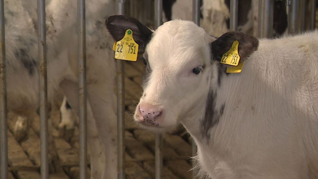 Foto: Provincie heeft geld om boeren uit te kopen, maar nog geen toestemming