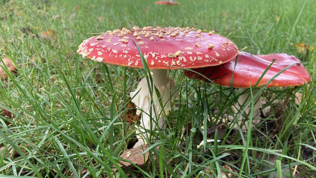 Foto: Zo krijg je paddenstoelen in je tuin