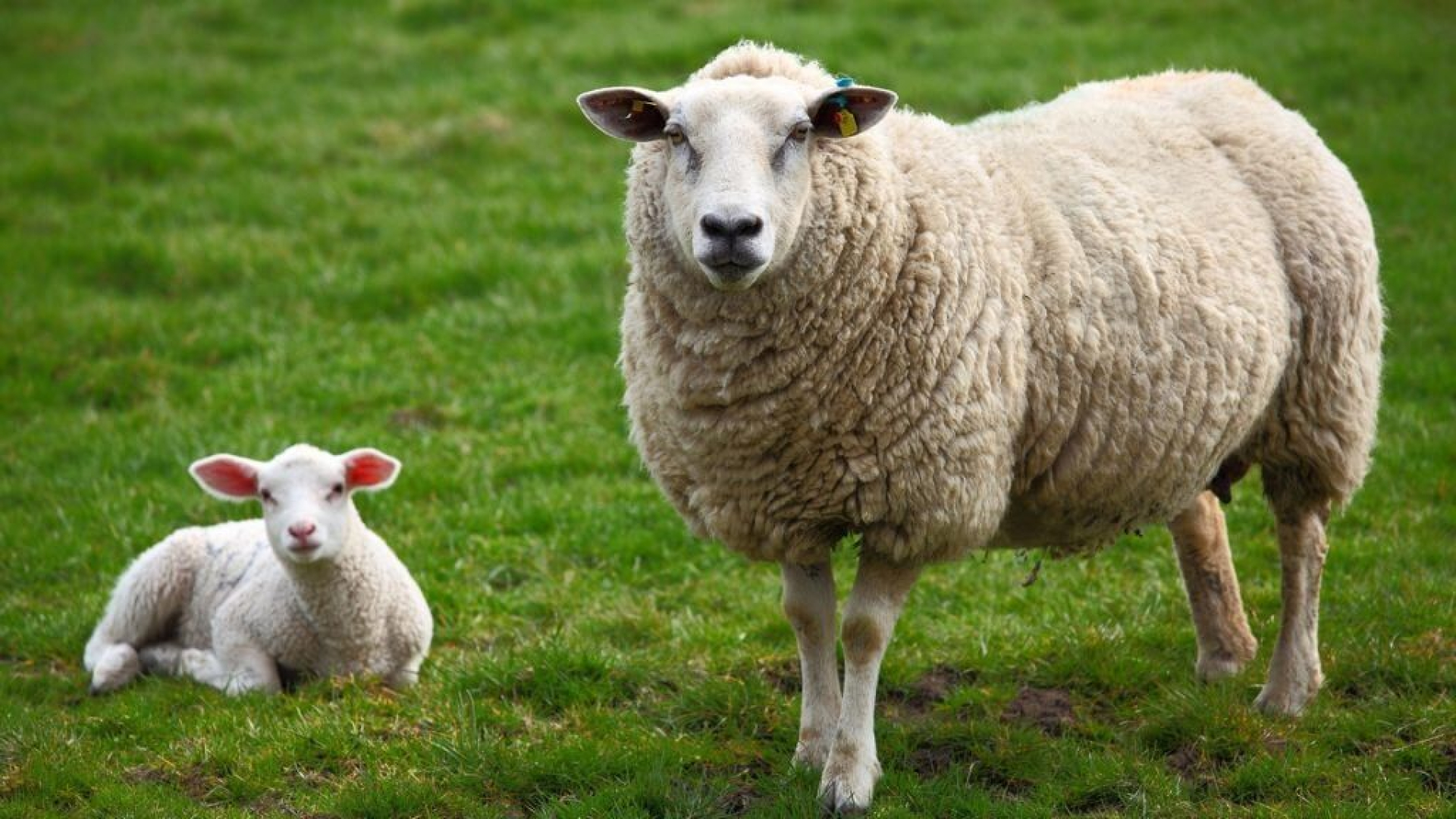 Foto: CVO wenst alle (hobby)boeren sterkte die te maken hebben met het blauwtongvirus!
