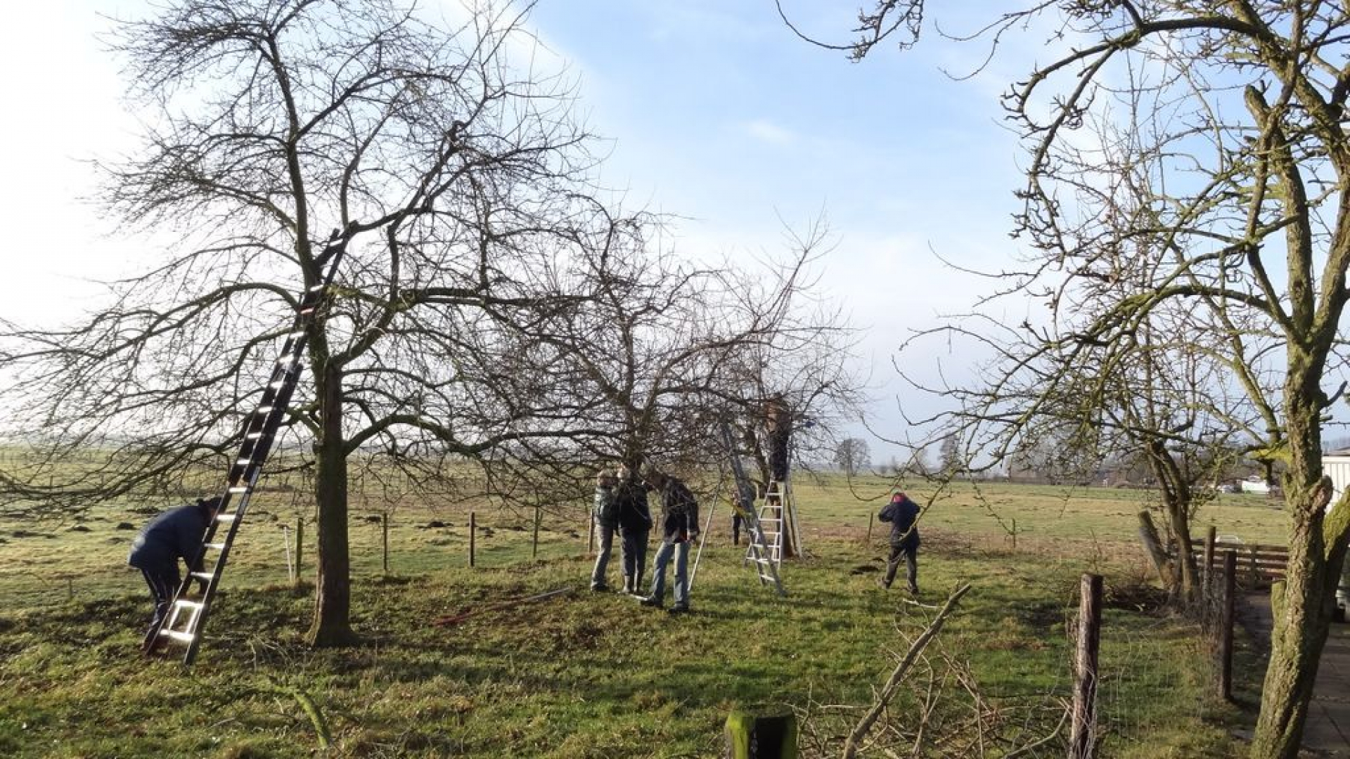 Foto: Planten hoogstam-fruitbomen