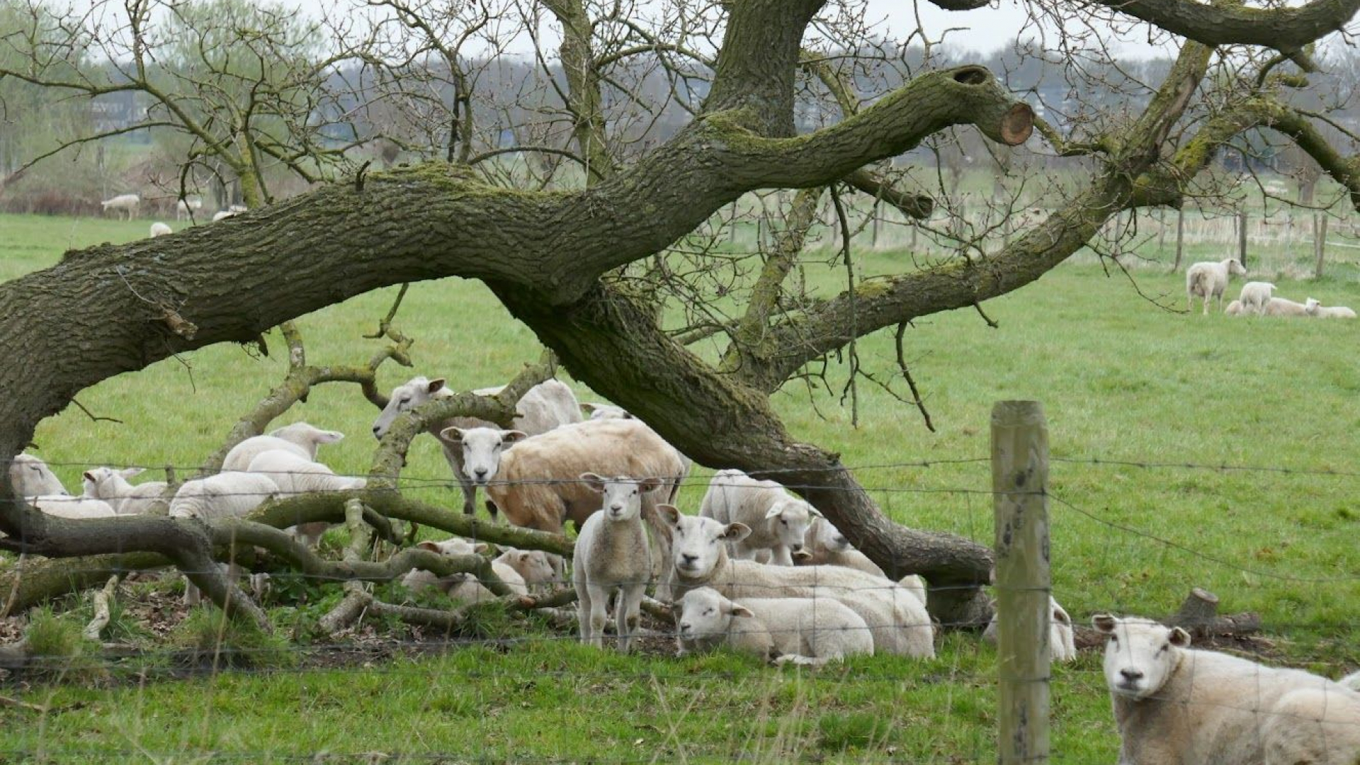 Foto: Schaduw voor weidedieren