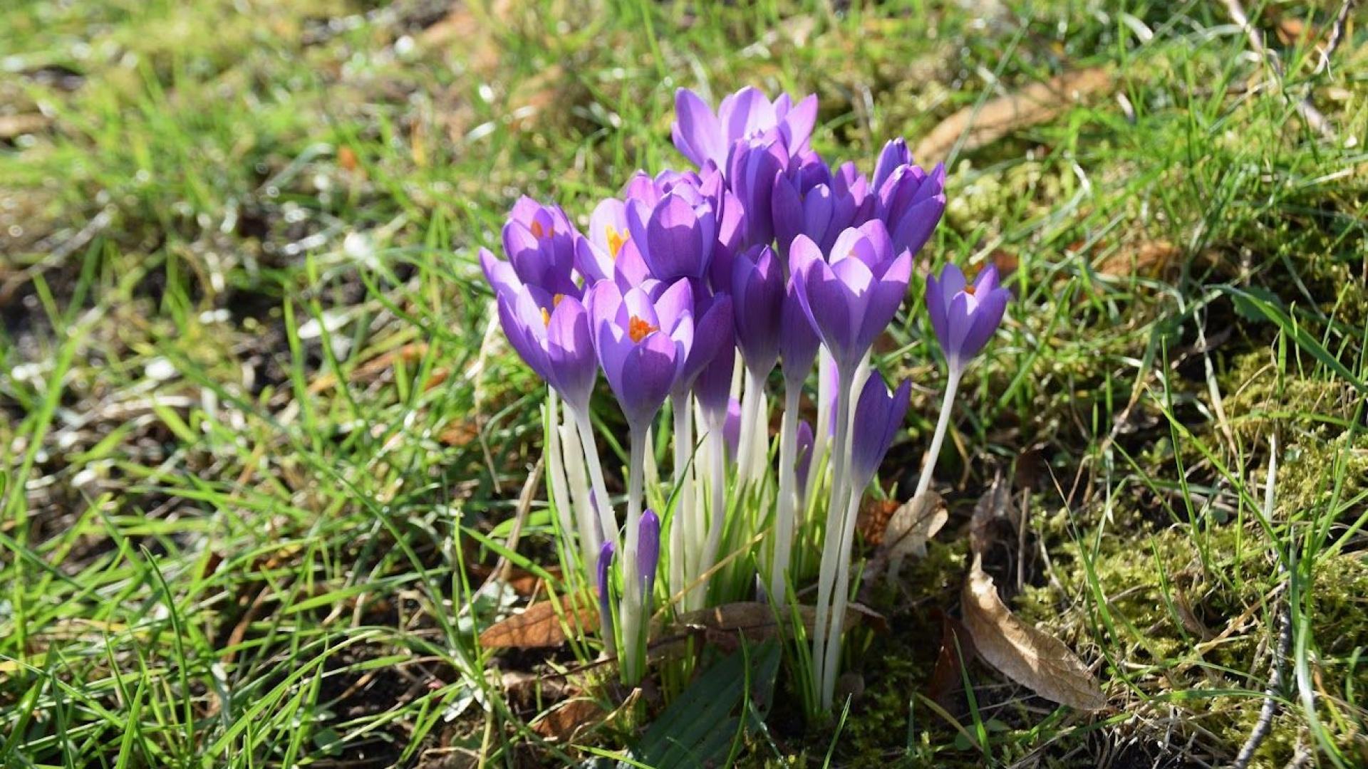 Foto: Doe mee met 20.000 krokusbollen planten