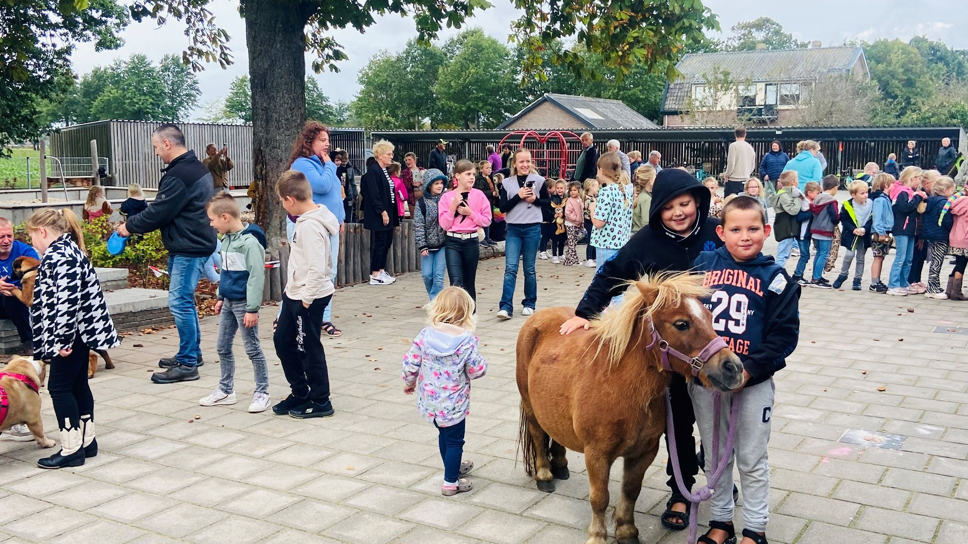 Foto: Beestenboel op de Looschool