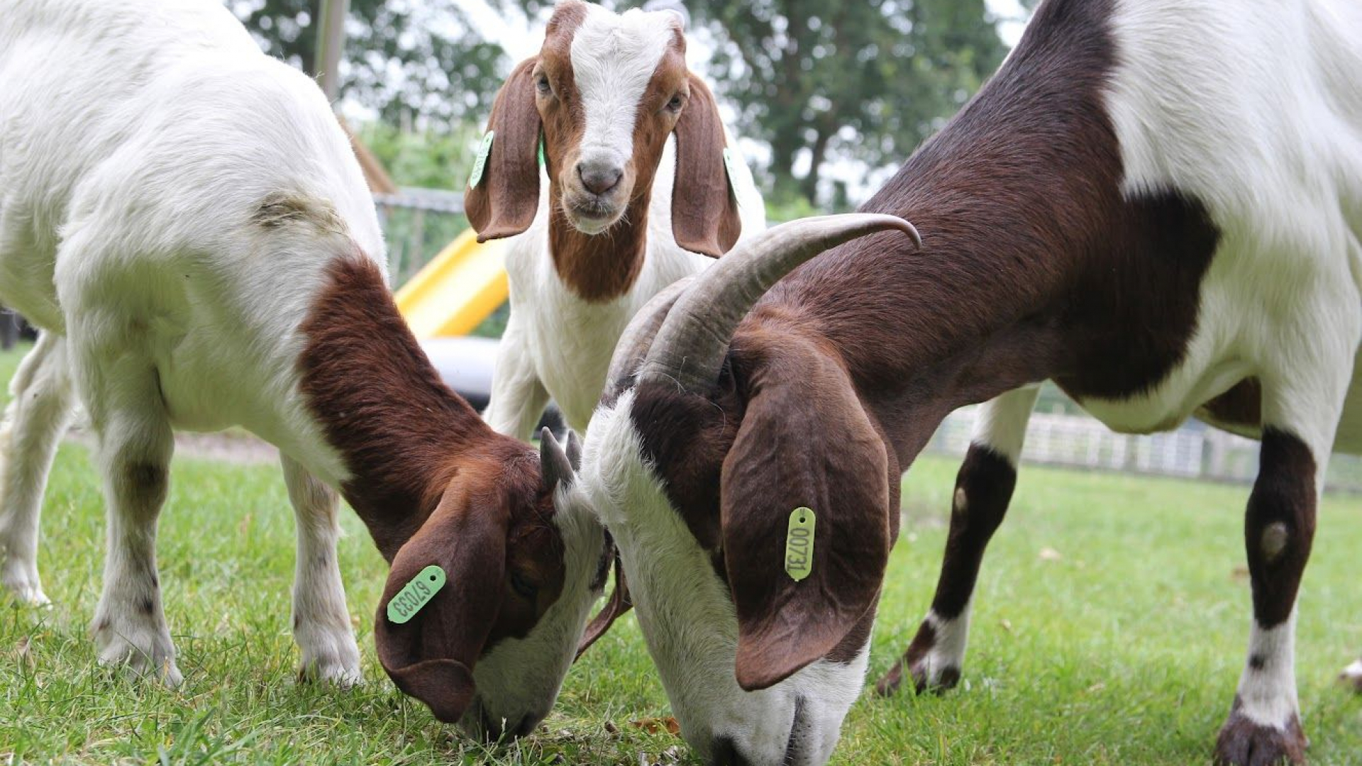 Foto: Dierendag op kinderboerderij De Voskuilerhoeve