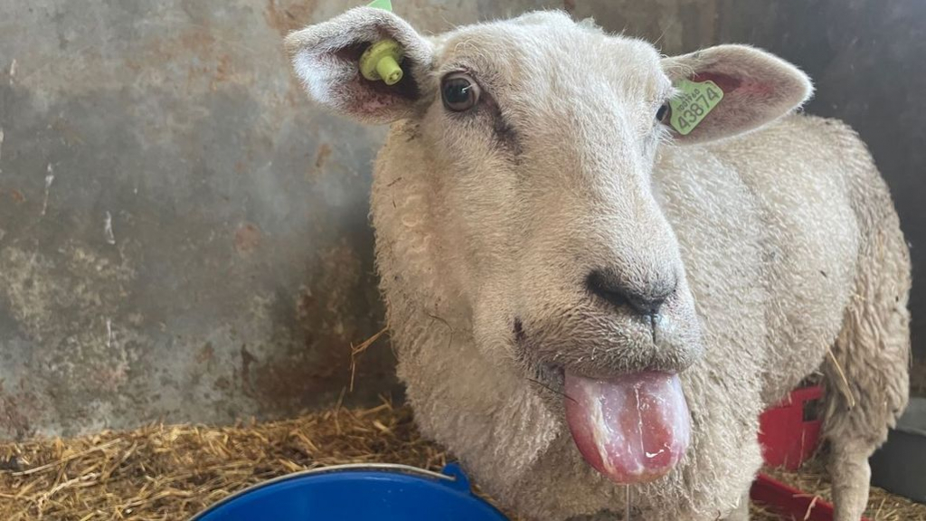 Foto: Geen oplossing voor blauwtong in zicht: 'Hopen op een koude winter'