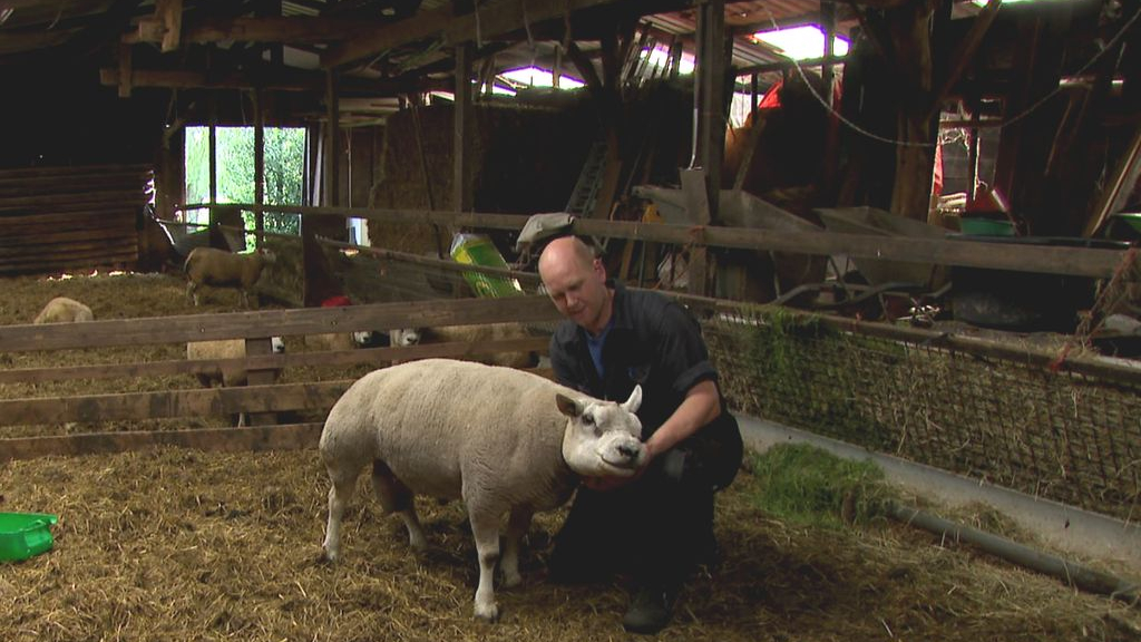 Foto: Erik heeft twaalf dode schapen door blauwtong