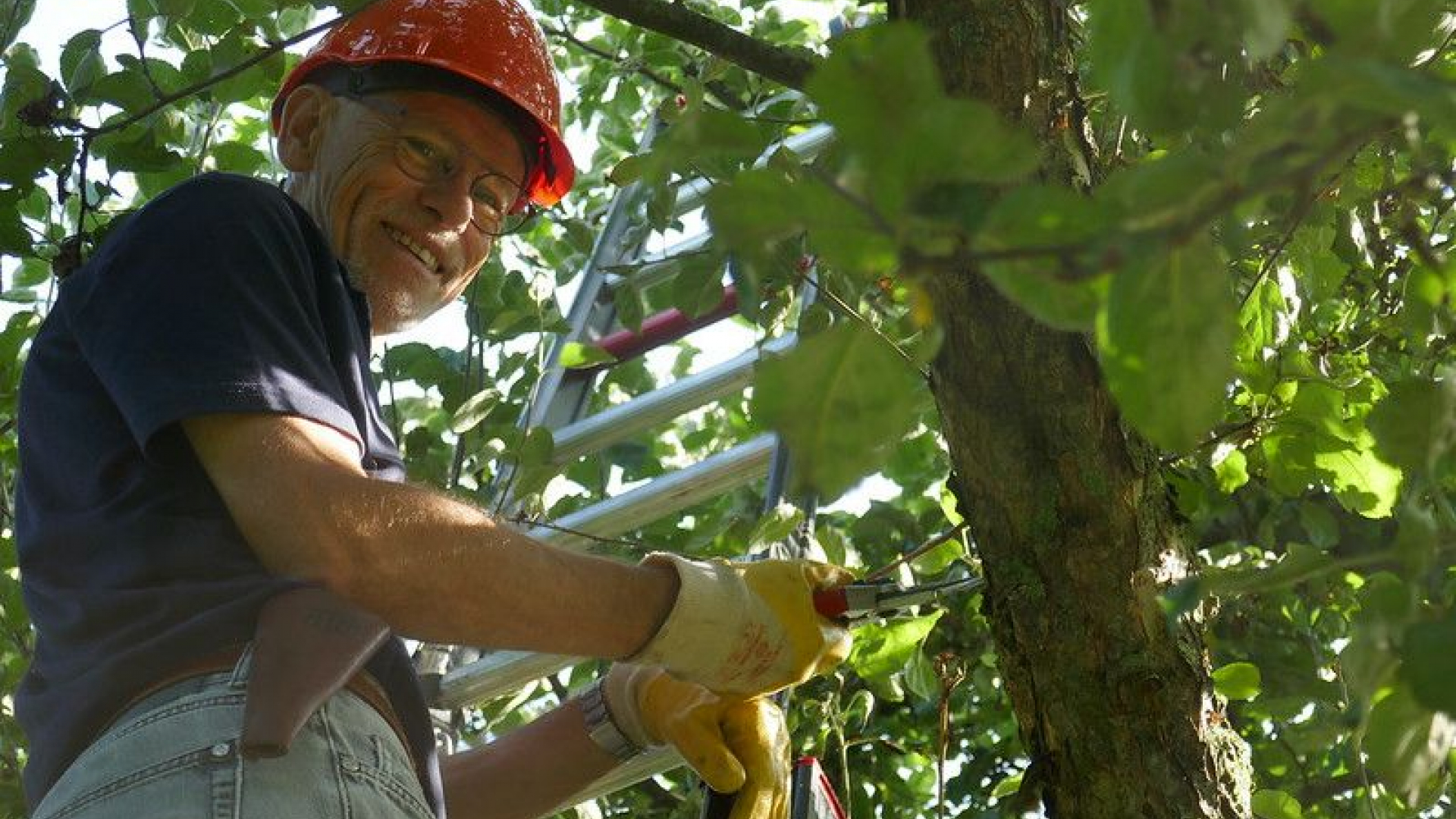 Foto: Milieu- en Natuurvereniging snoeit boomgaard boerderijmuseum