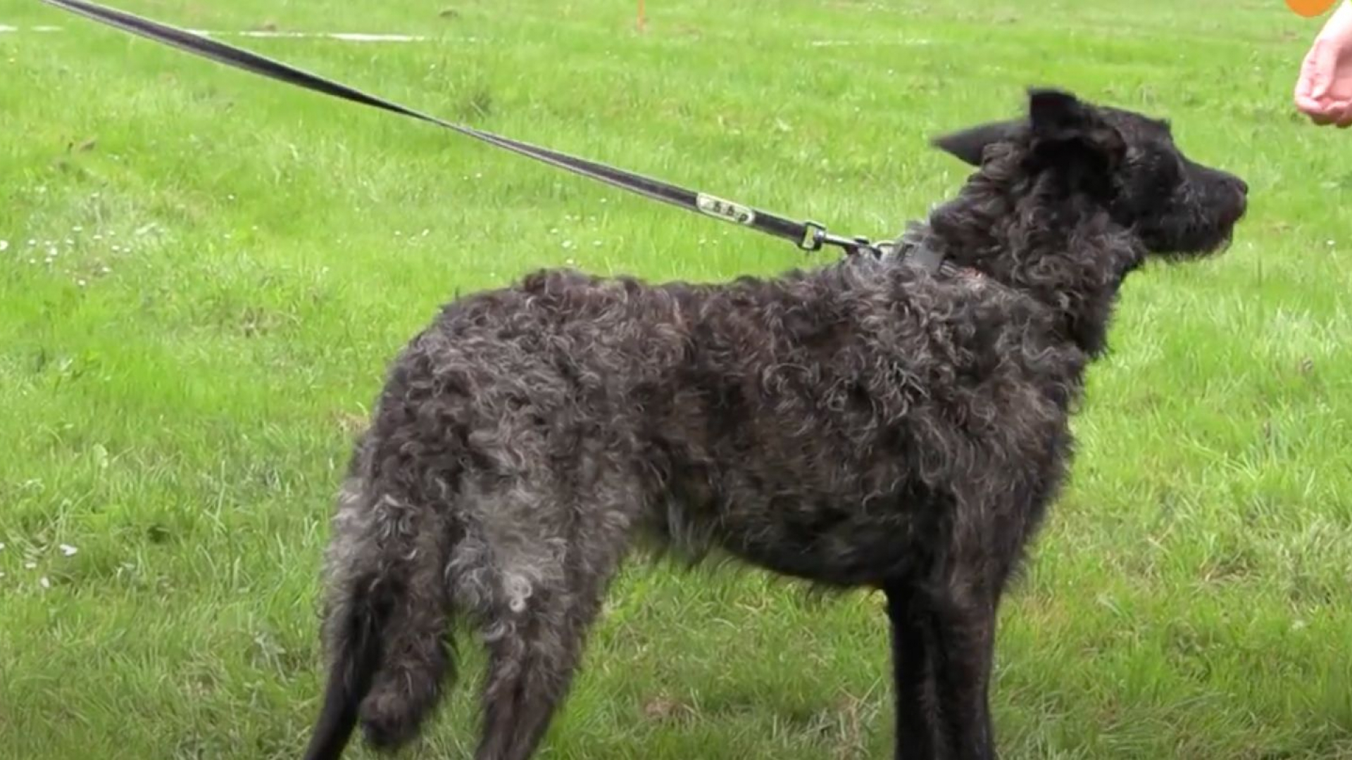Foto: Ruwhaar Fandag ruwharige herders