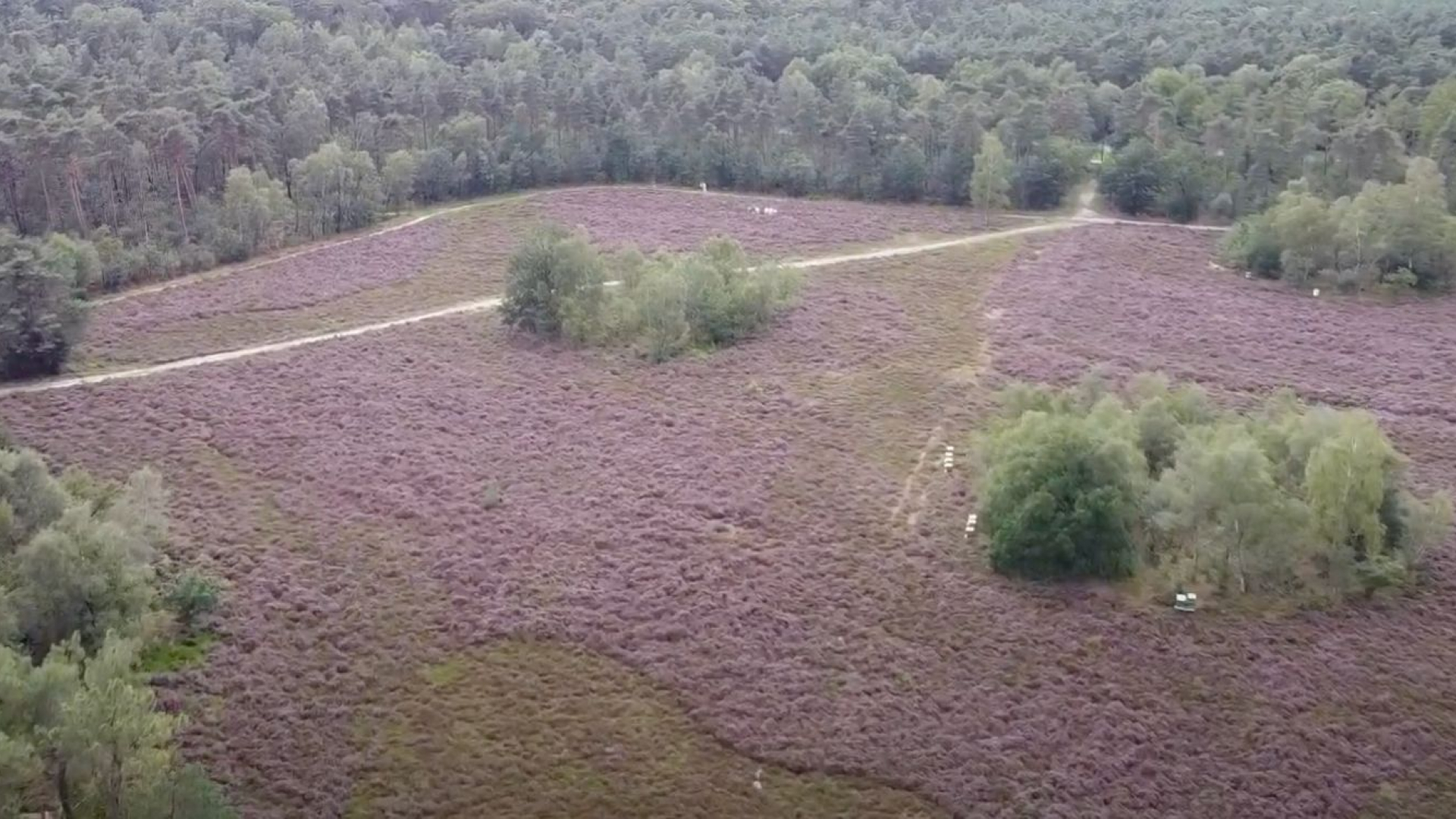 Foto: De Wezepsche Heide in bloei