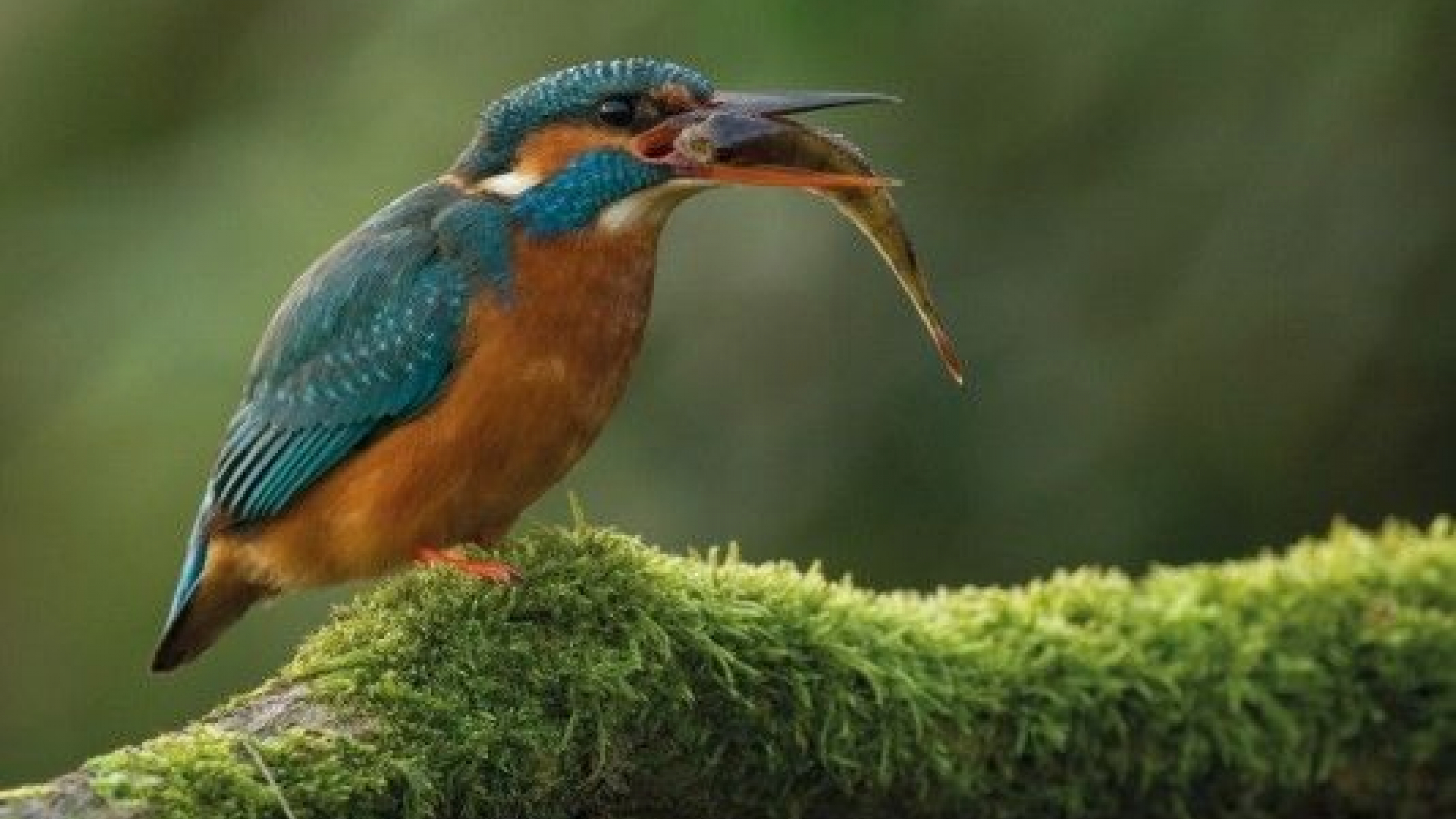 Foto: Vogelexcursie in de Wiessenbergse Kolk