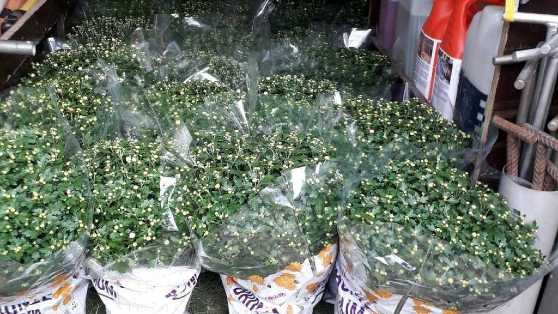 Foto: Zet de bloemetjes buiten voor de medische post van Willem en Mee Hyae