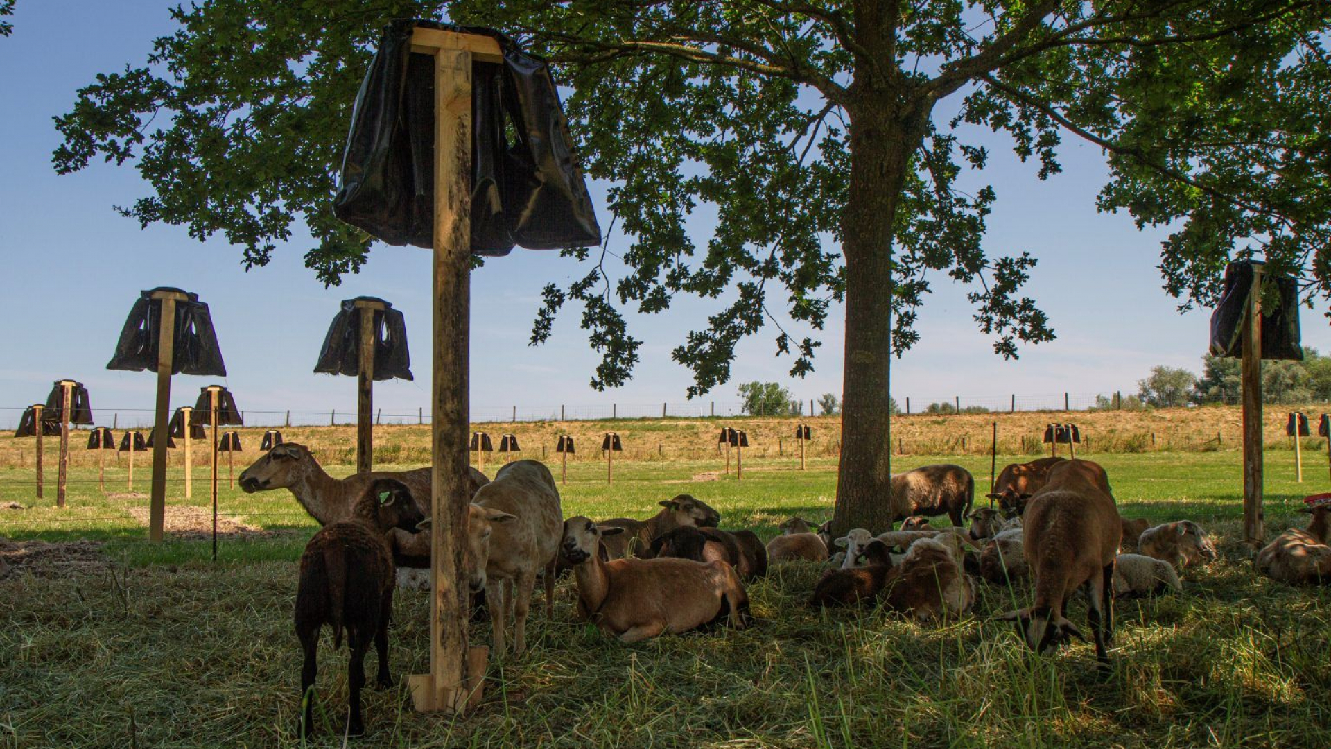 Foto: IJsselbiënnale 2023 op landgoed Buckhorst in Zalk