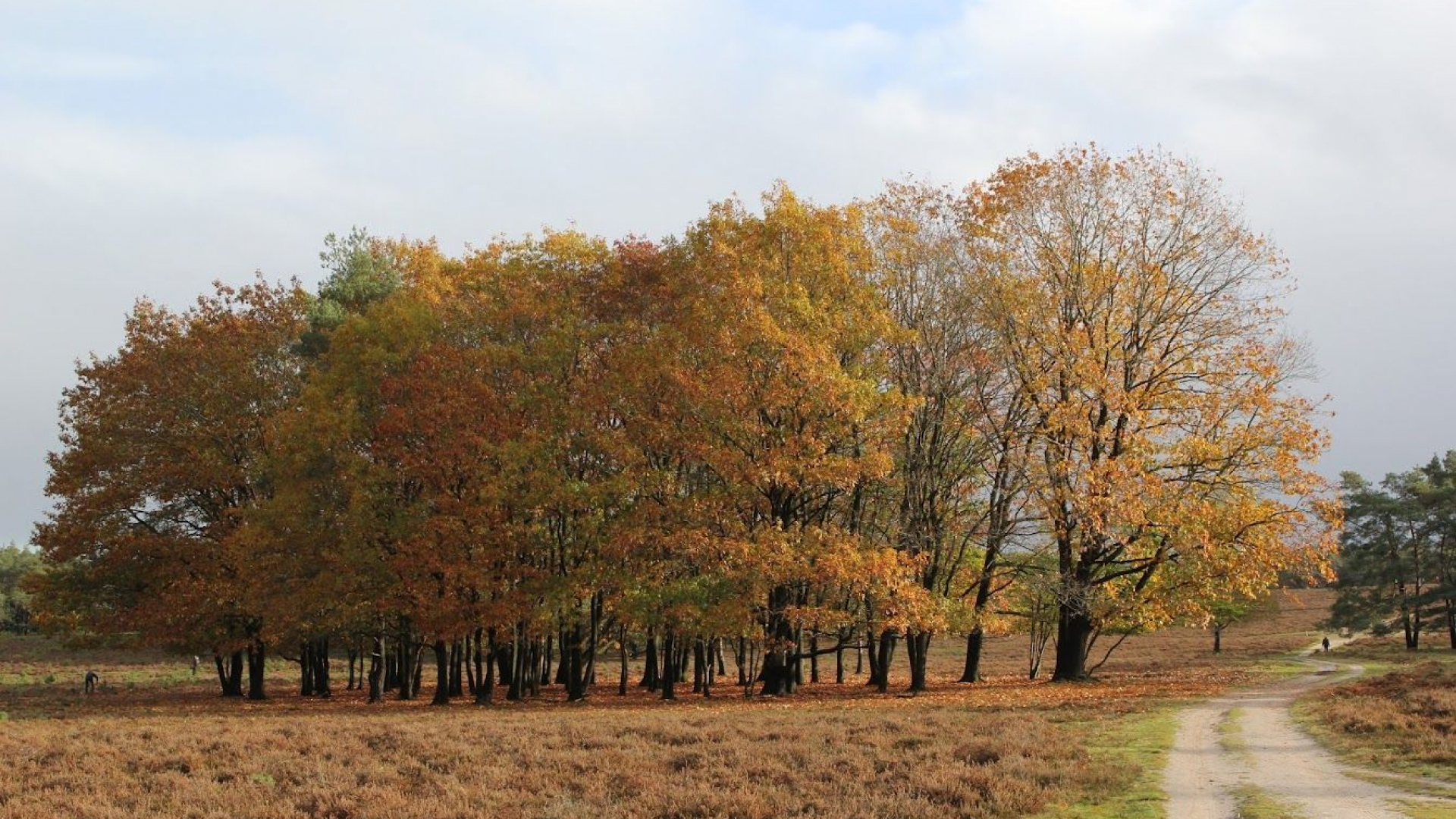 Foto: Bezoekersonderzoek Wezepse Heide/Vuursteenberg