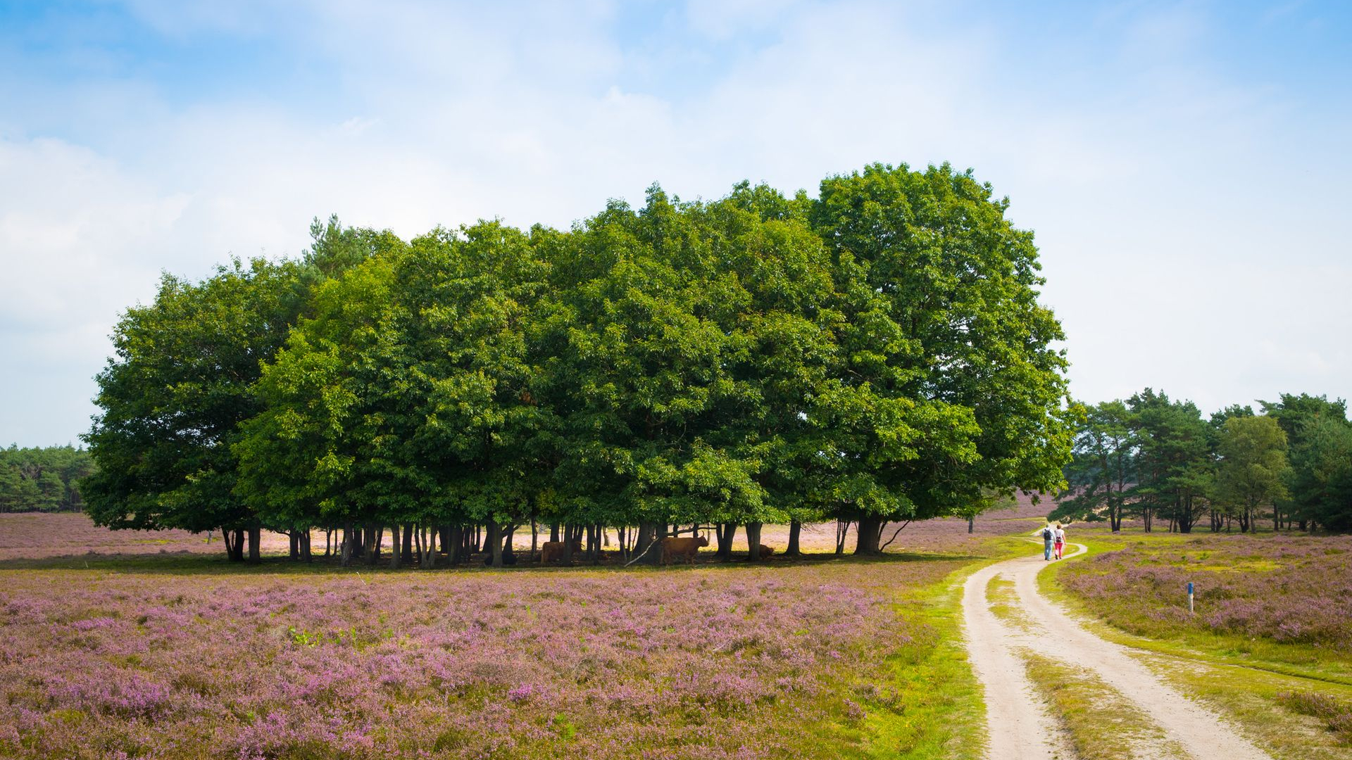 Foto: Bezoekersonderzoek Wezepse Heide/Vuursteenberg