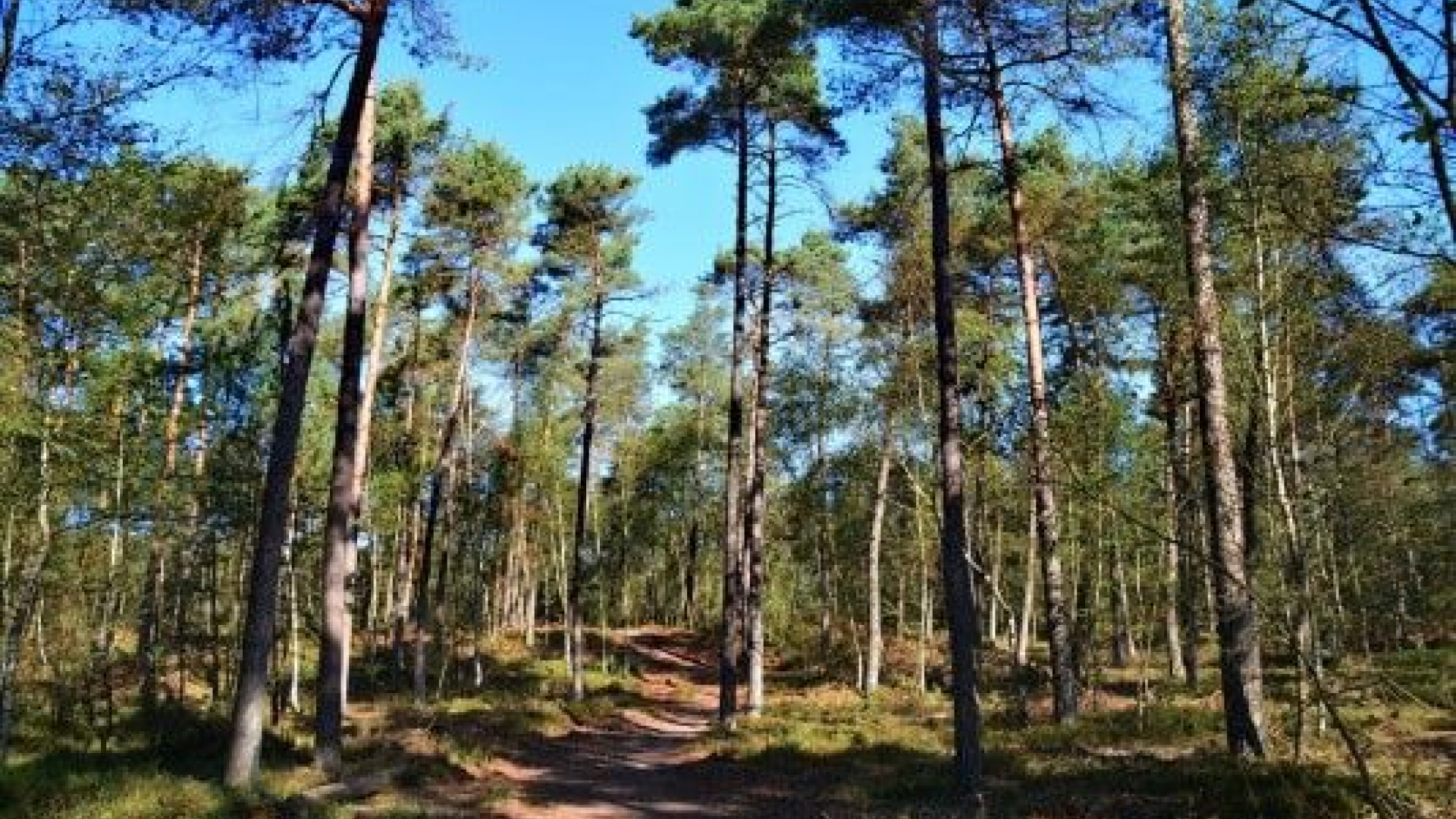 Foto: Frisse ochtendwandeling, Majuba en Scherpenberg