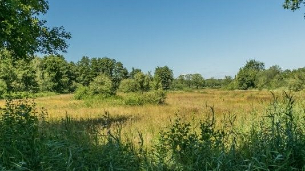 Foto: Lange wandeling over de Tongerense Heide