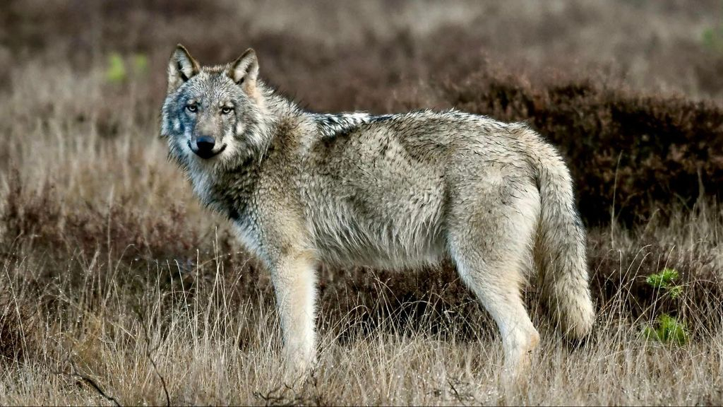 Foto: Voorlopig geen 'wolvenbeheer', na de zomer voorstel