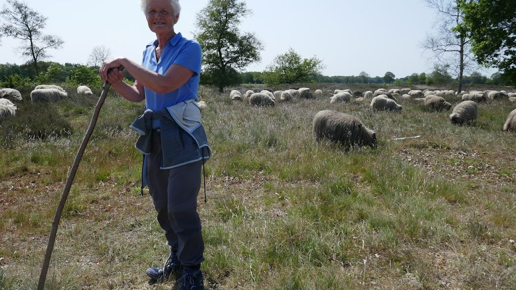 Foto: Wezepse Alida loopt een dagje mee met schaapherder Marianne