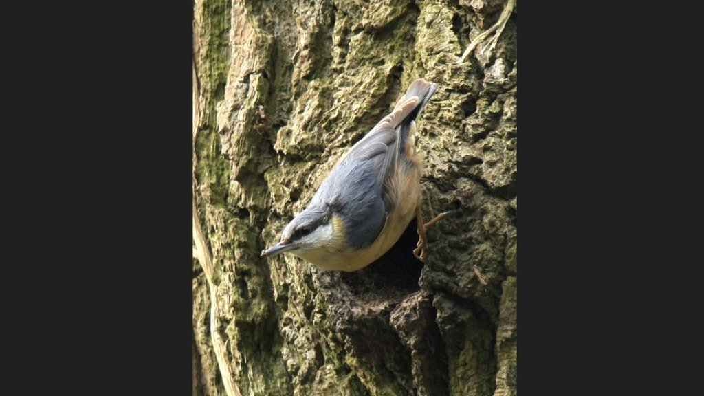 Foto: Vroege vogels spotten met IVN