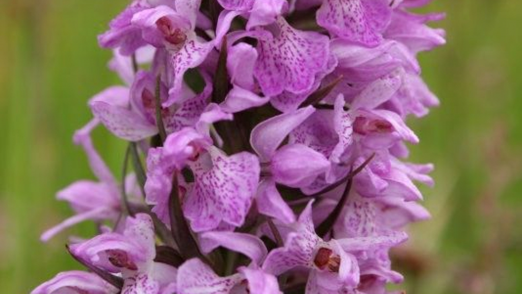 Foto: Orchideeën excursie Wisselse Veen