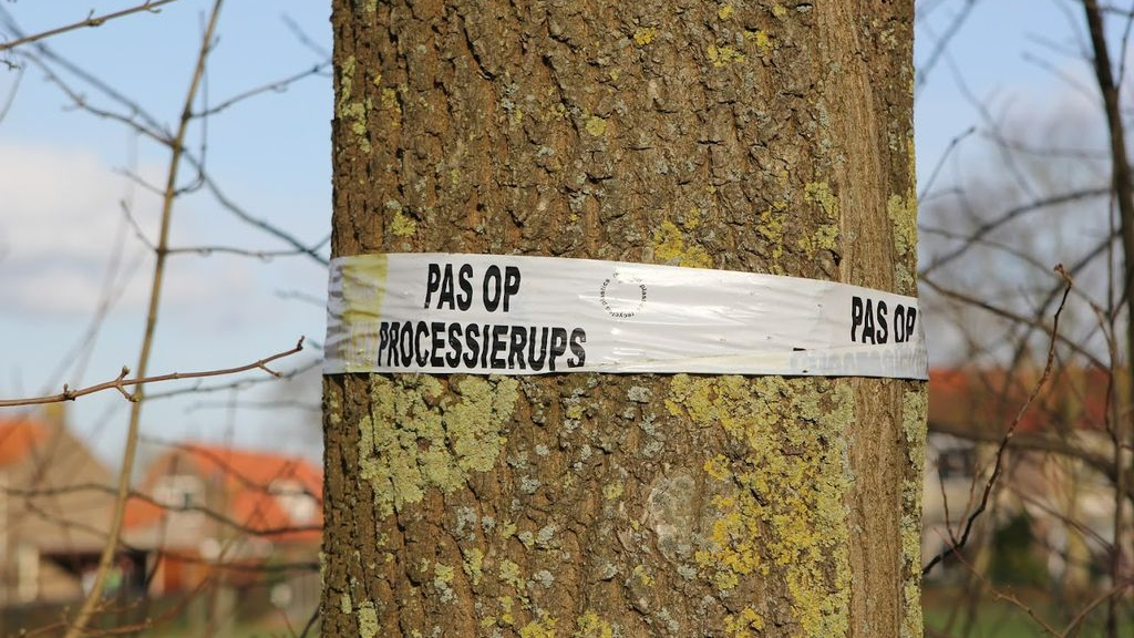 Foto: Gemeente Elburg is gestart met bestrijding eikenprocessierups