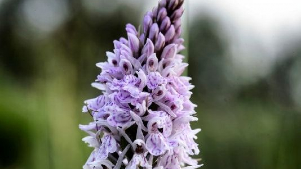 Foto: Orchideeën excursie, Wisselse Veen