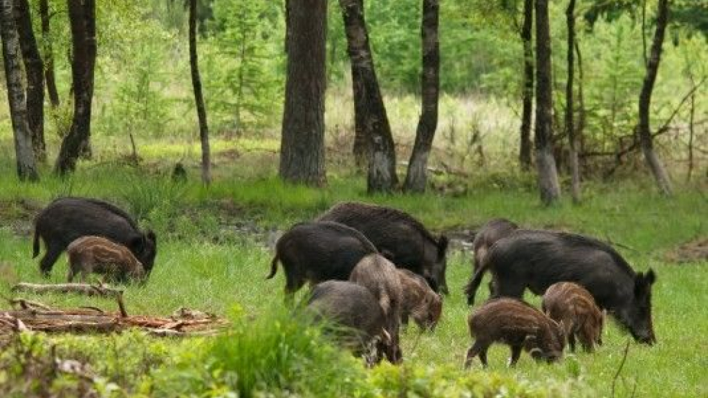 Foto: Wildobservatie, landgoed De Dellen