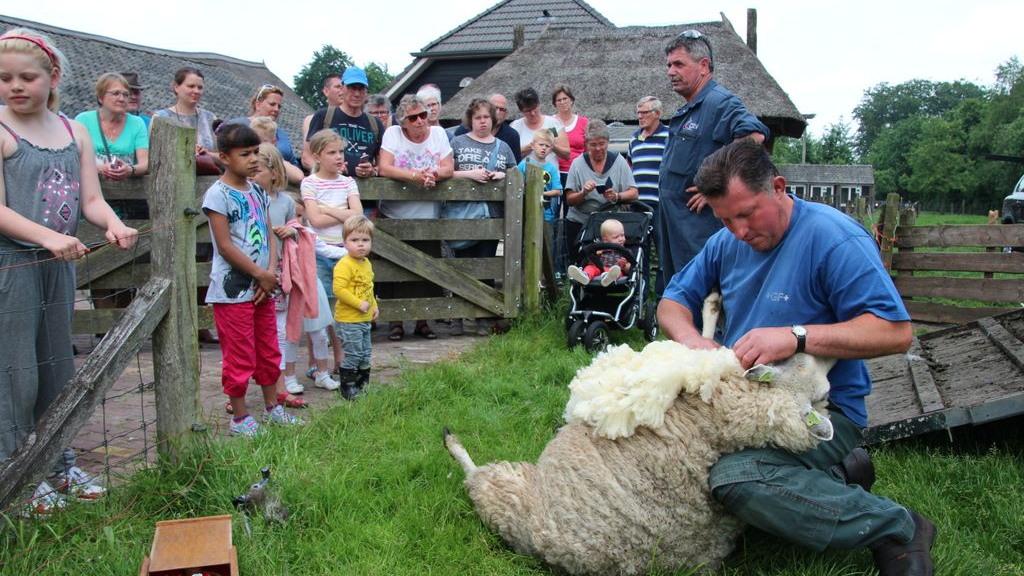 Foto: Schaapscheerdersfeest
