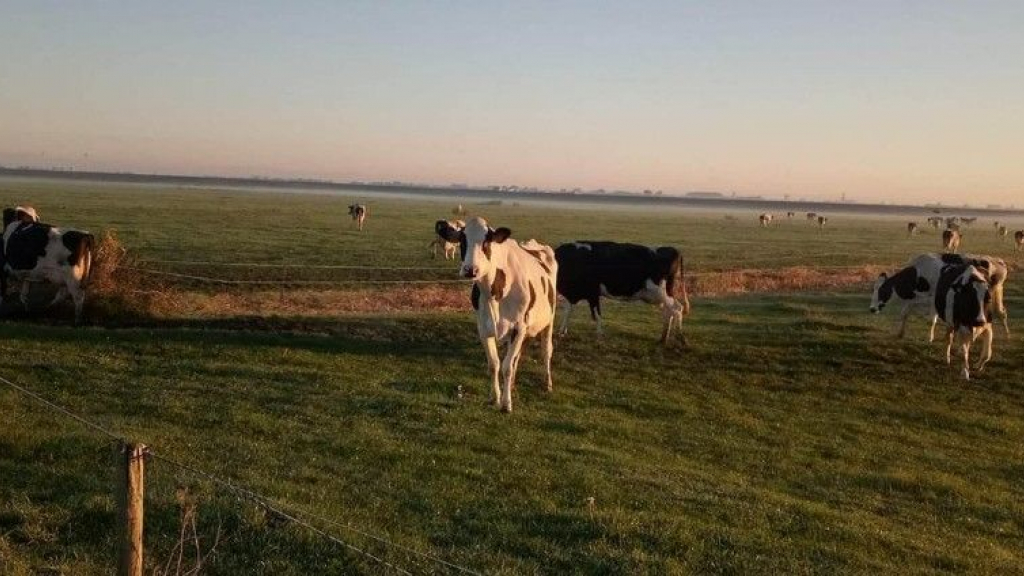 Foto: Doneeractie: Hulp voor boer en koeien