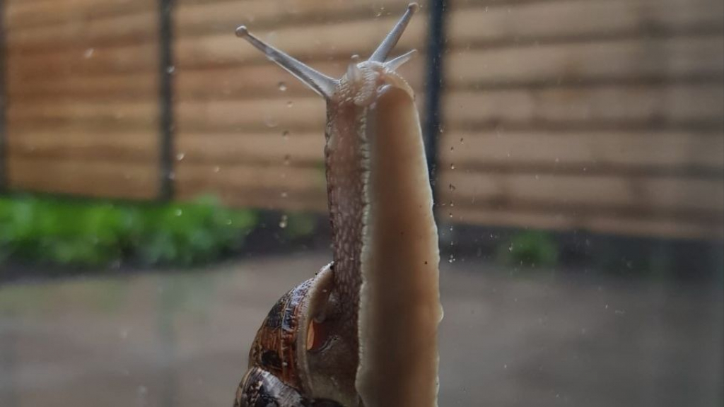 Foto: Dit is waarom je nu zoveel slakken in je tuin ziet
