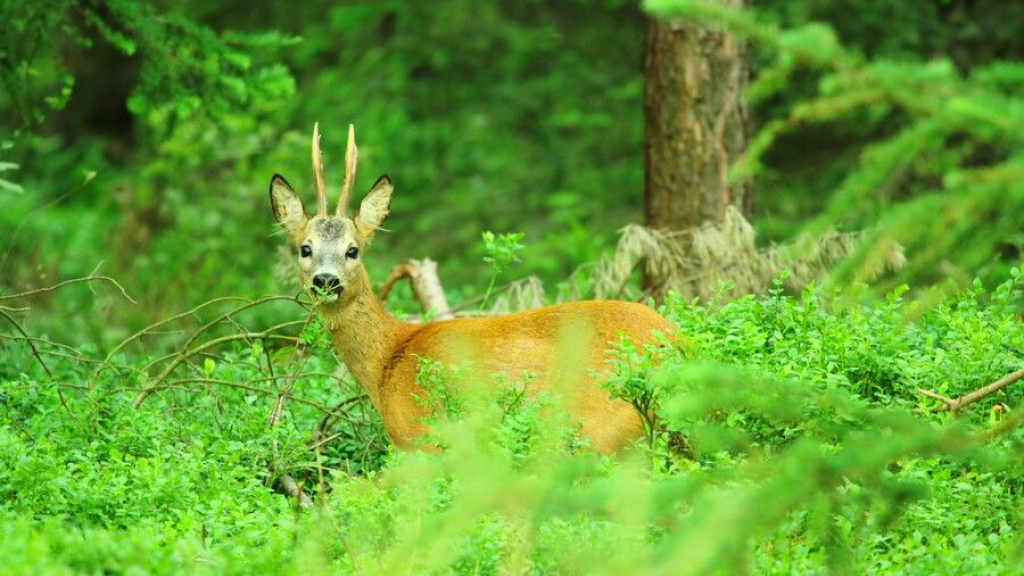 Foto: Wildobservatie, landgoed De Dellen