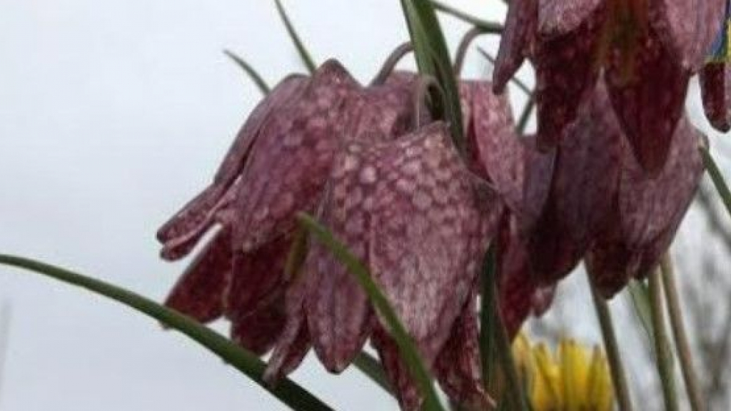 Foto: Op stap door natuurgebied De Brommert.