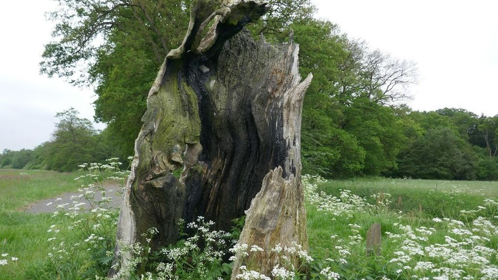 Foto: Bewustzijnsontwikkeling, een andere kijk