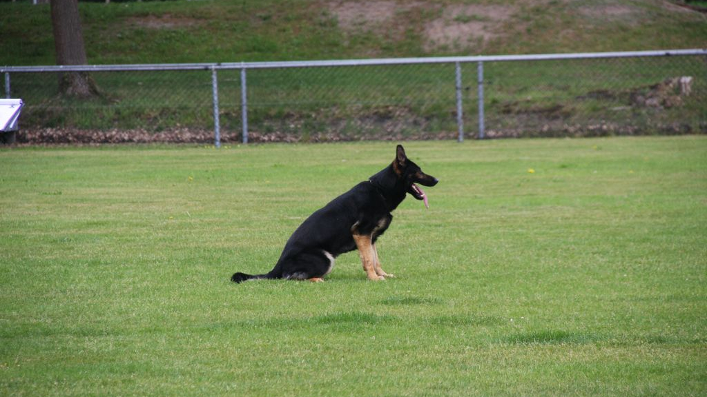 Foto: Basiscursus sociale en gehoorzame hond