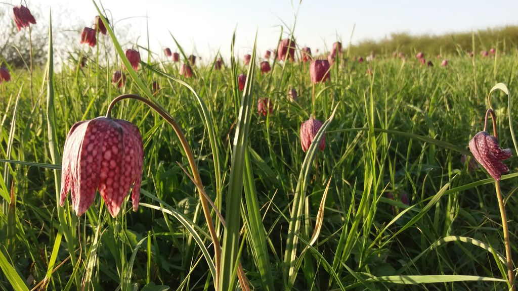 Foto: Een weidewandeling in Wilsum met IVN natuurgidsen op 23 april 2023